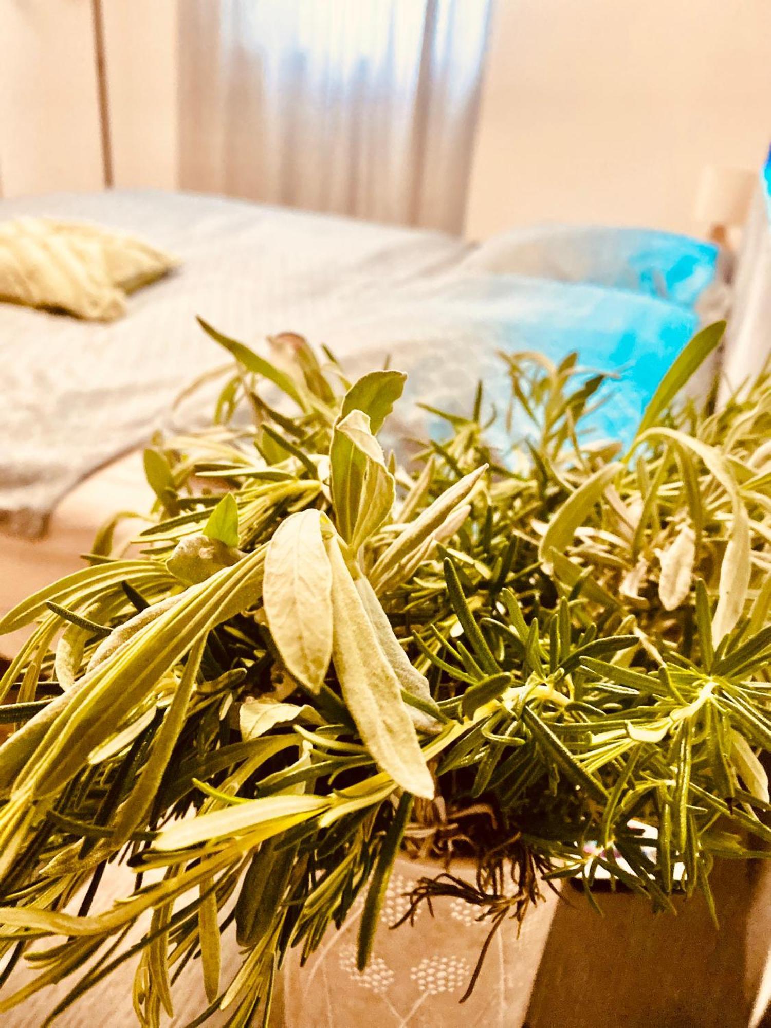 Apartment Nicol Senj  Εξωτερικό φωτογραφία